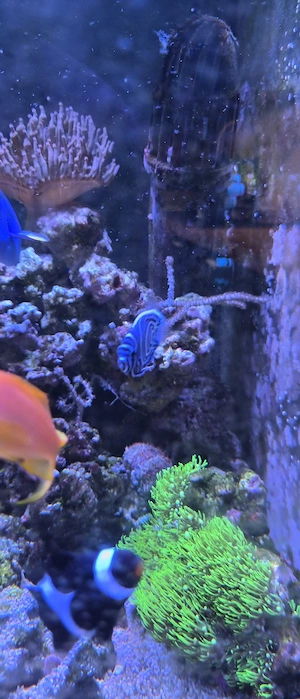 Imperator Kaiserfisch Meerwasser 