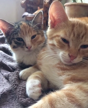 Katzenkinder suchen ihr Zuhause.