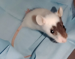 Rattenjungs suchen ein Zuhause 