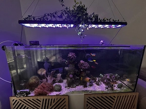 meerwasser aquarium 