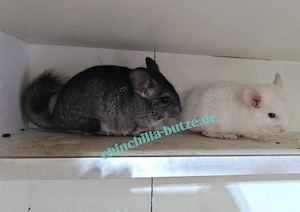 Chinchilla Jungtiere und Senioren 