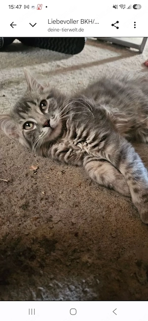 BKH Blue Tabby EKH MIX Weibchen sucht neues ZUHAUSE