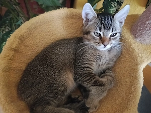 Süße Bkh Mixkitten 