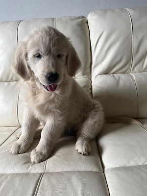     Golden Retriever Welpen suchen ein liebevolles Zuhause.