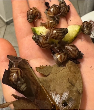 Achatina reticulata Babys suchen ein neues Zuhause    Bild 4