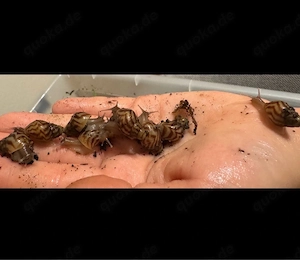 Achatina reticulata Babys suchen ein neues Zuhause   