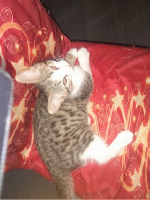 babykatzen