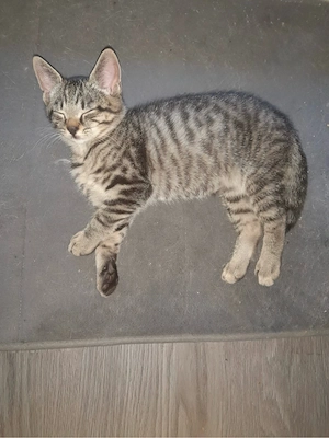 hauskatzen