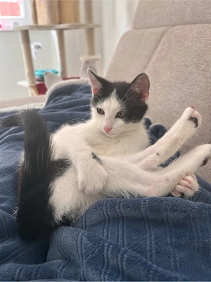 Mici sucht ein liebevolles neues Zuhause   