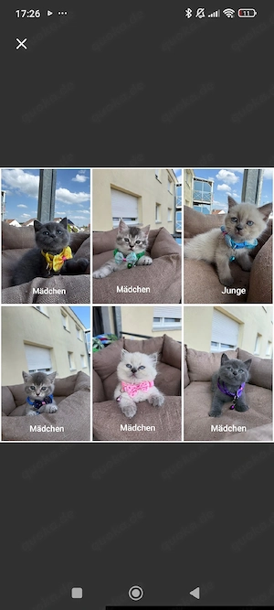 6 liebevolle Babykitten suchen ein neues Zuhause