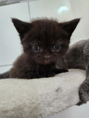 Zauberhafte Bombay Bkh Edelmix Kitten nur noch ein Mädchen auszugsbereit 