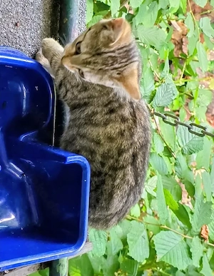Tabby-Bengal