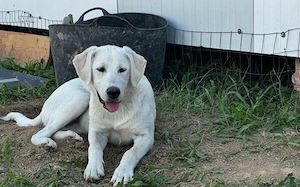 Hundekind Mei sucht ein schönes Zuhause