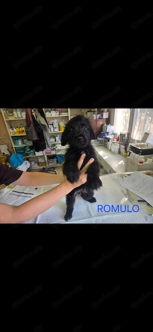     Romolu   ein kleiner Herzensbrecher sucht sein Zuhause