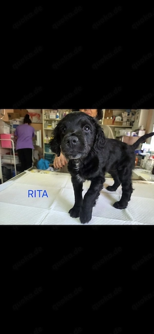     Rita   kleine Zaubermaus sucht ihr Glück