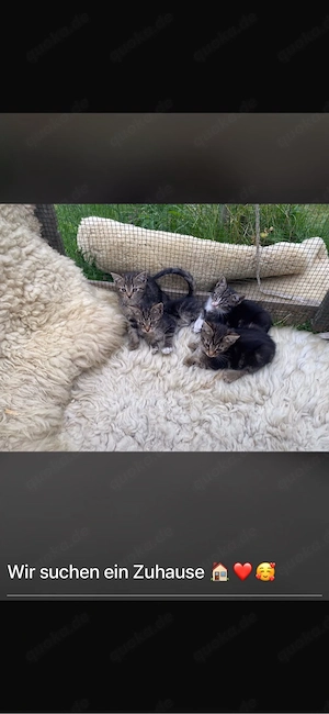 Kitten( Katze und zwei Kater) 