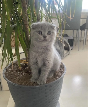 Britisch Kurzhaar Katzen