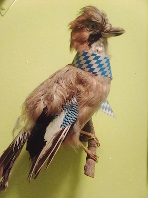 verkaufe vogel   abholen München krumpter 