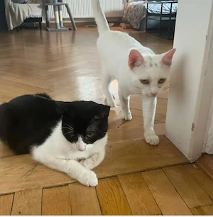 Jonas & Pipp Verspieltes Schmuseteam sucht verkuschelte Familie