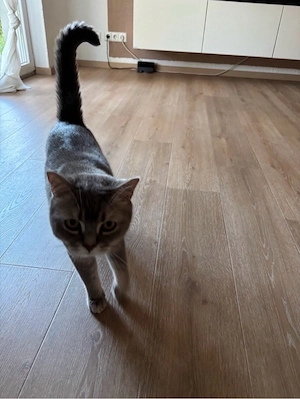 Liebevoller BKH Kater 
