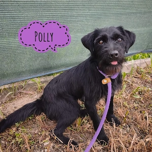 Polly, fröhliche, menschenbezogene, liebe und bildhübsche Terrier Mix Hündin