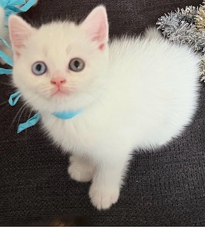 Wunderschöner Kater mit zwei verschiedenfarbigen Augen     