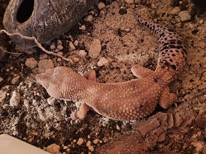1.0 leopardgecko 