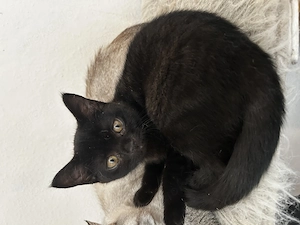 Wunderschöne schwarz braune BKH Kitte abzugeben 