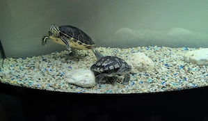 Schildkröten 