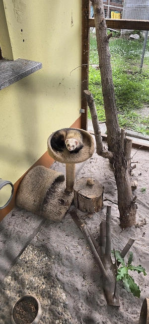 Frettchen Paar Fähe & Rüde 