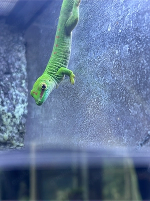 Phelsuma grandis 