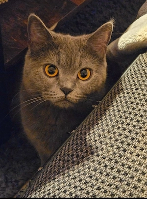 Liebevolle BKH Katze