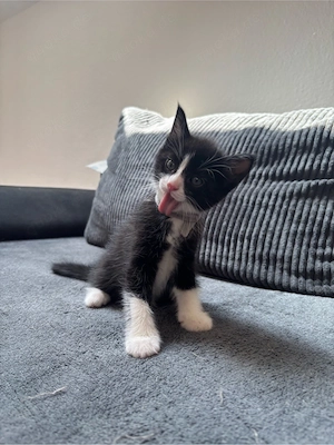 baby kitten 