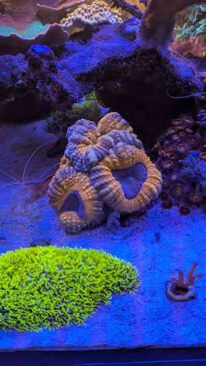 Lobophyllia Koralle 