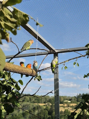 Rosenköpfchen Unzertrennliche Agaporniden 