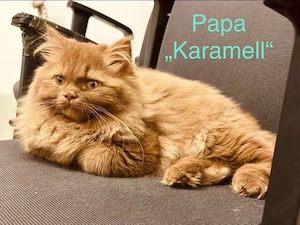 Reinrassige BKH BLH Kitten Cinnamon & Lilac Linien. Liebevoll aufgezogen