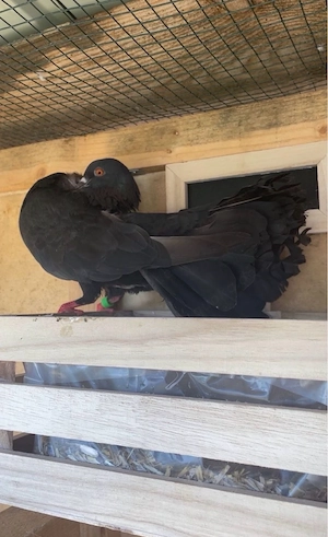 Schwarze Tauben 