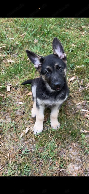 deutscher schäferhund