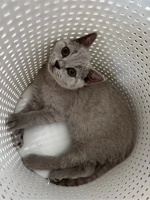 Reinrassige BKH Kitten