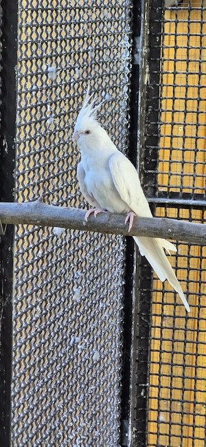 Nymphensittiche
