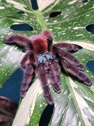 Caribena versicolor 0,1  Vogelspinne Vogelspinnen