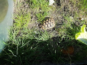 Griechische Landschildkröten Testudo Hermani aus Nachzucht 2025