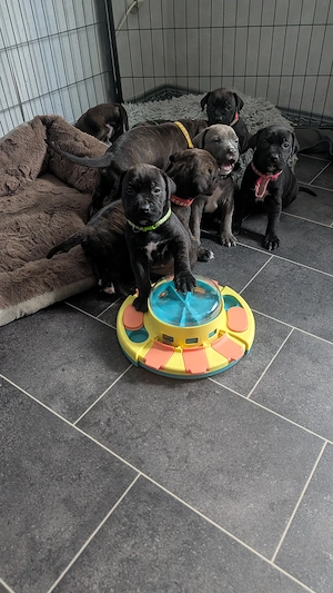 Cane corso Rhodesian Mix 