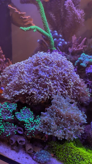 Euphyllia Paraancora golden Nugget 