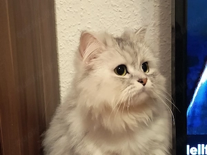 Katze sucht eine liebevoll neues Zuhause