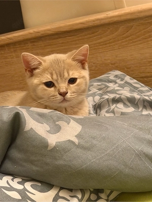 Süßes Hauskatzen-Kitten, 16 Wochen alt, nur in liebevolle Hande