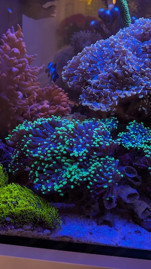 Euphyllia paraancora green