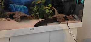 Axolotl Wildling männlich 