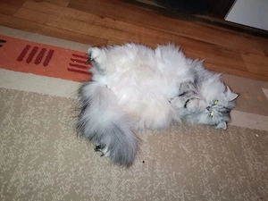 Katze BKH sucht eine neue liebevoll Zuhause 
