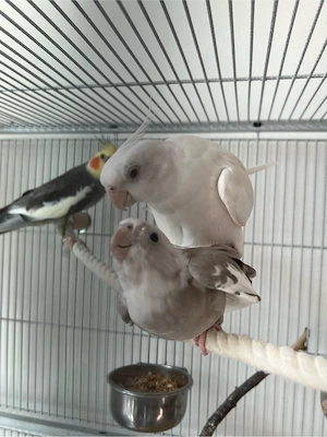3 nymphensittich 